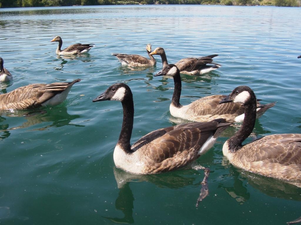 B&B Am See Koeln - Privatzimmer Værelse billede